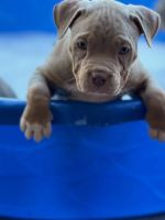 American Bully Puppies for sale in Surprise, Arizona. price: $3,000