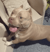 American Bully Puppies for sale in Plant City, Florida. price: $5,000