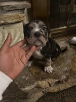 American Bully Puppies for sale in Tinley Park, Illinois. price: $3,000