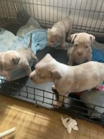 American Bully Puppies for sale in New York City, New York. price: $700