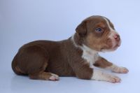 American Bully Puppies for sale in Tallahassee, FL, USA. price: $2,500