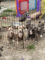 American Bully Puppies for sale in Norfolk, Virginia. price: $500