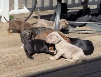 American Bully Puppies for sale in South Windsor, Connecticut. price: $2,500