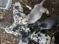 American Bully Puppies for sale in Portland, Oregon. price: $1,500