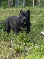American Bully Puppies for sale in Nashville, Tennessee. price: $2,000