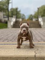 American Bully Puppies for sale in Ashippun, Wisconsin. price: NA