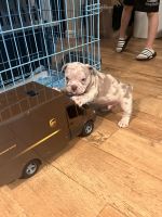 American Bully Puppies for sale in Denver, Colorado. price: $6,000