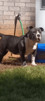 American Bully Puppies for sale in Atlanta, Georgia. price: $1,200