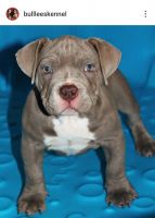 American Bully Puppies for sale in Paulsboro, NJ 08066, USA. price: NA