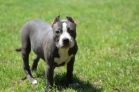 American Bully Puppies for sale in Fort Worth, Texas. price: $400