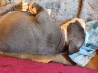 American Bully Puppies for sale in San Francisco, California. price: $300