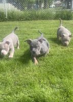 American Bully Puppies for sale in Waukegan, Illinois. price: $1,500