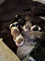 American Bully Puppies Photos