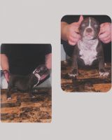 American Bully Puppies for sale in Manhattan, New York. price: $2,500