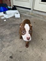 American Bully Puppies for sale in Falls Church, Virginia. price: $300