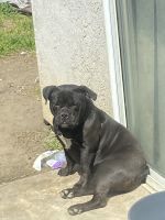 American Bully Puppies for sale in Wasco, CA 93280, USA. price: $250