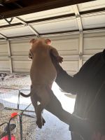 Pocket Merle bullies