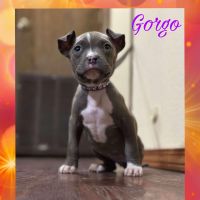 American Bully pretty