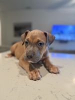 American bully puppy