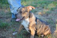 American Bully Puppies for sale in Mountain Grove, MO 65711, USA. price: $600