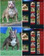 American Bully Puppies for sale in Lafayette, LA, USA. price: $3,000