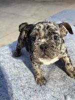 American Bully Puppies for sale in Charlotte, NC, USA. price: $1,000