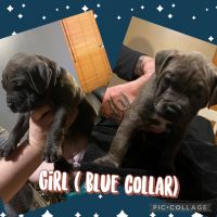 American Bully Puppies for sale in Toledo, OH, USA. price: NA