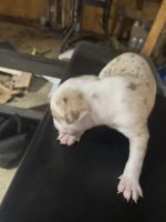 American Bully Puppies for sale in Marietta, GA, USA. price: $1,000