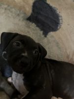 American Bully Puppies for sale in Yuba City, CA 95991, USA. price: $350