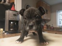 American Bully Puppies for sale in Fremont, OH 43420, USA. price: $400