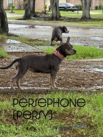 Blue Tri American Bully