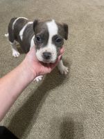 American Bully Puppies for sale in Jackson, SC 29831, USA. price: $300