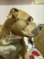 American Bully Puppies for sale in Deoli, Devli, Sangam Vihar, New Delhi, Delhi 110080, India. price: NA