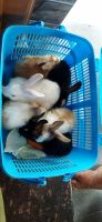 American Chinchilla Rabbits for sale in Pattiveeranpatti, Tamil Nadu 624211, India. price: 600 INR