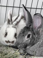 American Chinchilla Rabbits for sale in Boise, ID, USA. price: $100