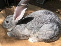 American Chinchilla Rabbits Photos