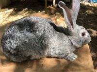 American Chinchilla Rabbits Photos