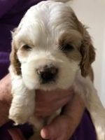 American Cocker Spaniel Puppies for sale in Stanford, MT 59479, USA. price: $1,500