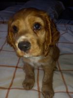 American Cocker Spaniel Puppies for sale in San Diego, CA, USA. price: $800