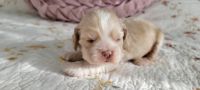 American Cocker Spaniel Puppies for sale in Cheyenne, WY, USA. price: $1,000