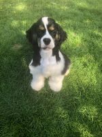 American Cocker Spaniel Puppies for sale in Vancouver, WA, USA. price: $1,500