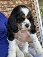 American Cocker Spaniel Puppies for sale in St. Augustine, FL, USA. price: $2,000