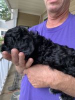 American Cocker Spaniel Puppies for sale in Germantown, MD, USA. price: $600