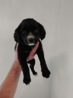 American Cocker Spaniel Puppies for sale in Gresham, OR, USA. price: $300