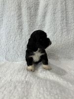 American Cocker Spaniel Puppies for sale in Hampton, TN 37658, USA. price: $1,000
