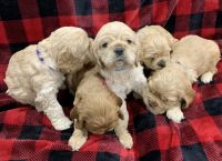 American Cocker Spaniel Puppies for sale in Belmont, Mississippi. price: $1,500