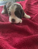 American Cocker Spaniel Puppies for sale in Derby, New York. price: $1,500