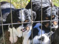 American Cocker Spaniel Puppies for sale in Bonners Ferry, Idaho. price: $1,300