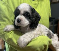 American Cocker Spaniel Puppies for sale in Gregory, Michigan. price: $1,200