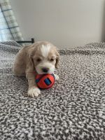 American Cocker Spaniel Puppies for sale in Derby, New York. price: NA